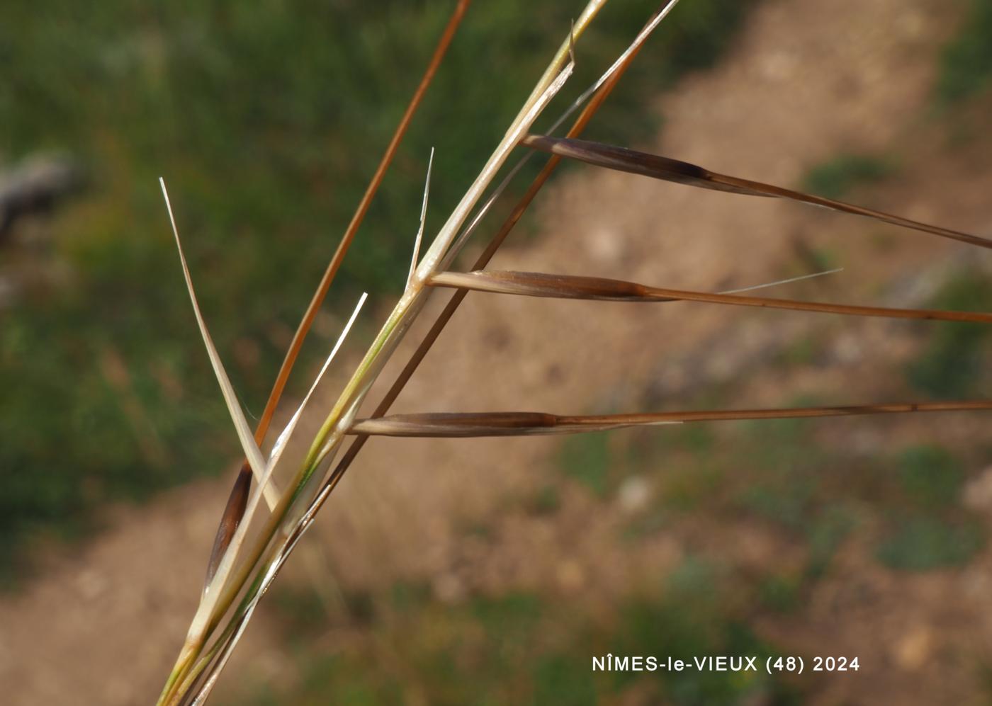 Feather-grass leaf